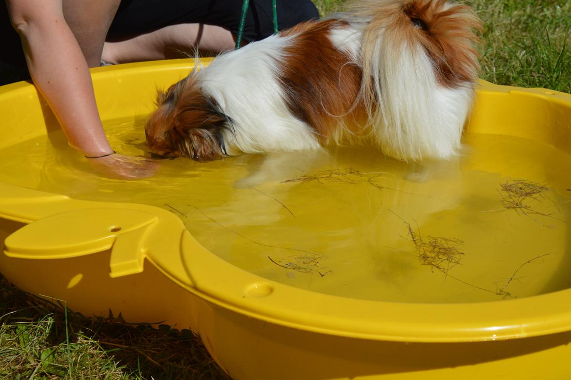 Papillon Charlie - Charlie der dykker efter godbider :) billede 24