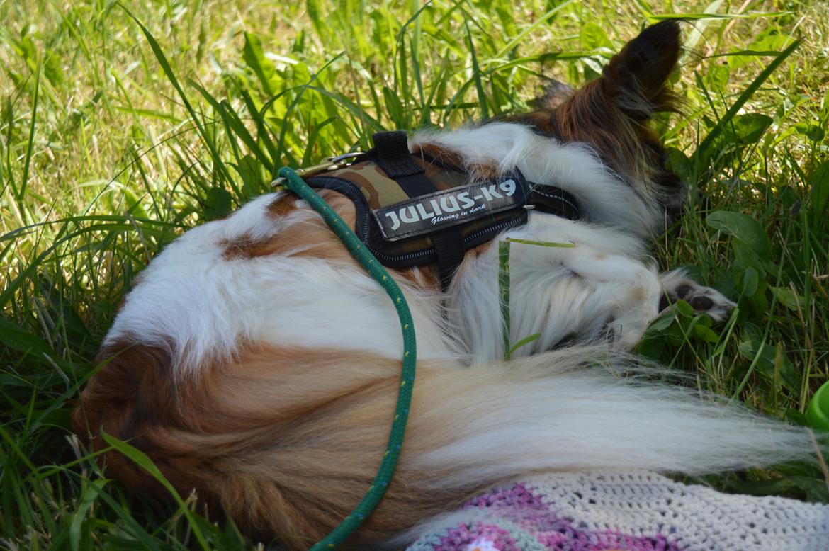 Papillon Charlie - Træt hund billede 35