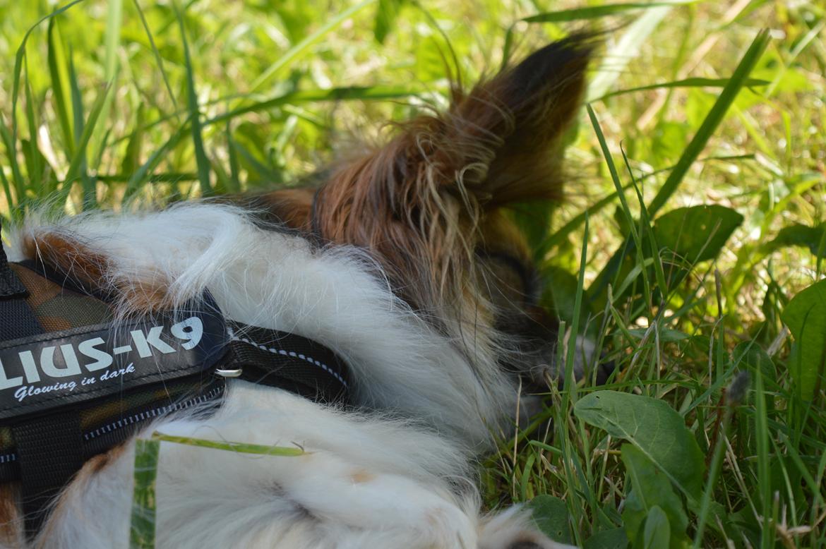 Papillon Charlie - Afslapning  billede 36