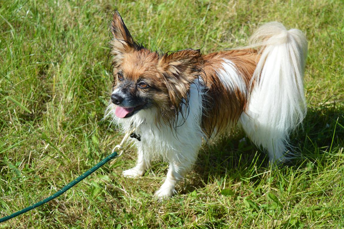 Papillon Charlie - Våd hund billede 34