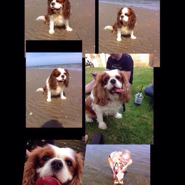 Cavalier king charles spaniel August Rose (Frida) billede 49