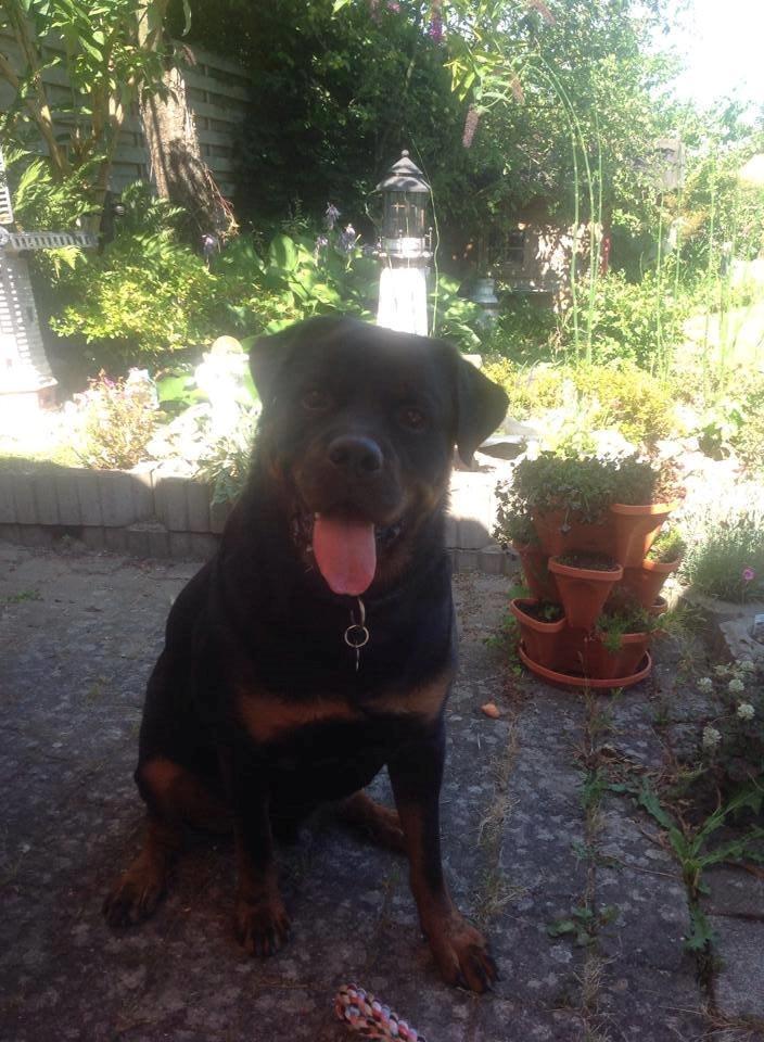 Rottweiler BUDDY (Den Tredje) billede 2
