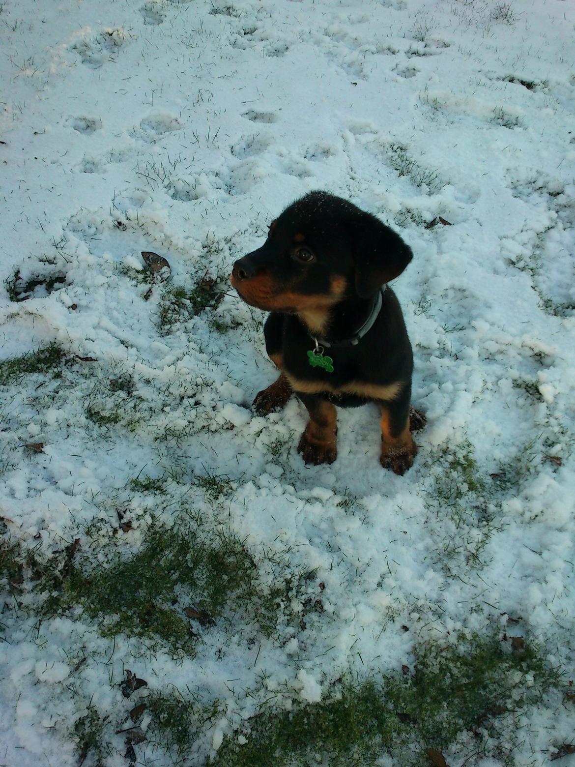 Rottweiler BUDDY (Den Tredje) billede 3