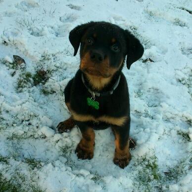 Rottweiler BUDDY (Den Tredje) billede 4