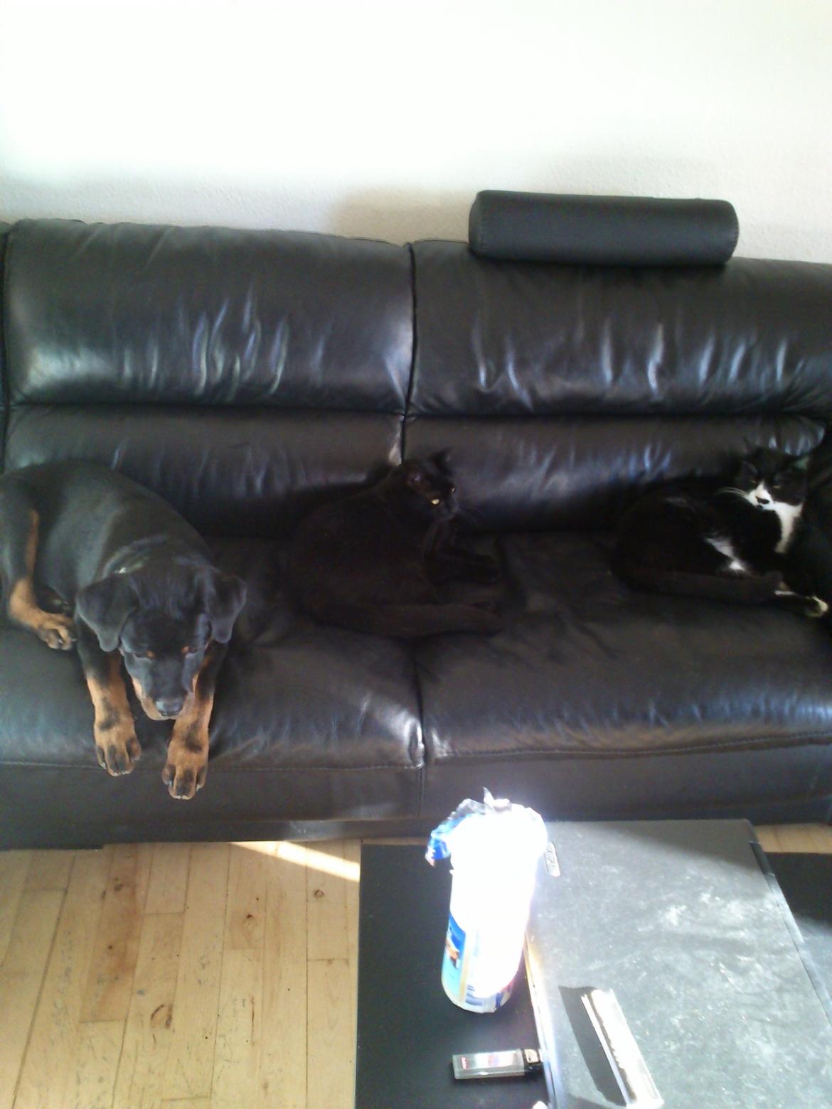 Rottweiler BUDDY (Den Tredje) billede 6