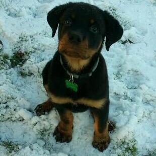Rottweiler BUDDY (Den Tredje) billede 5