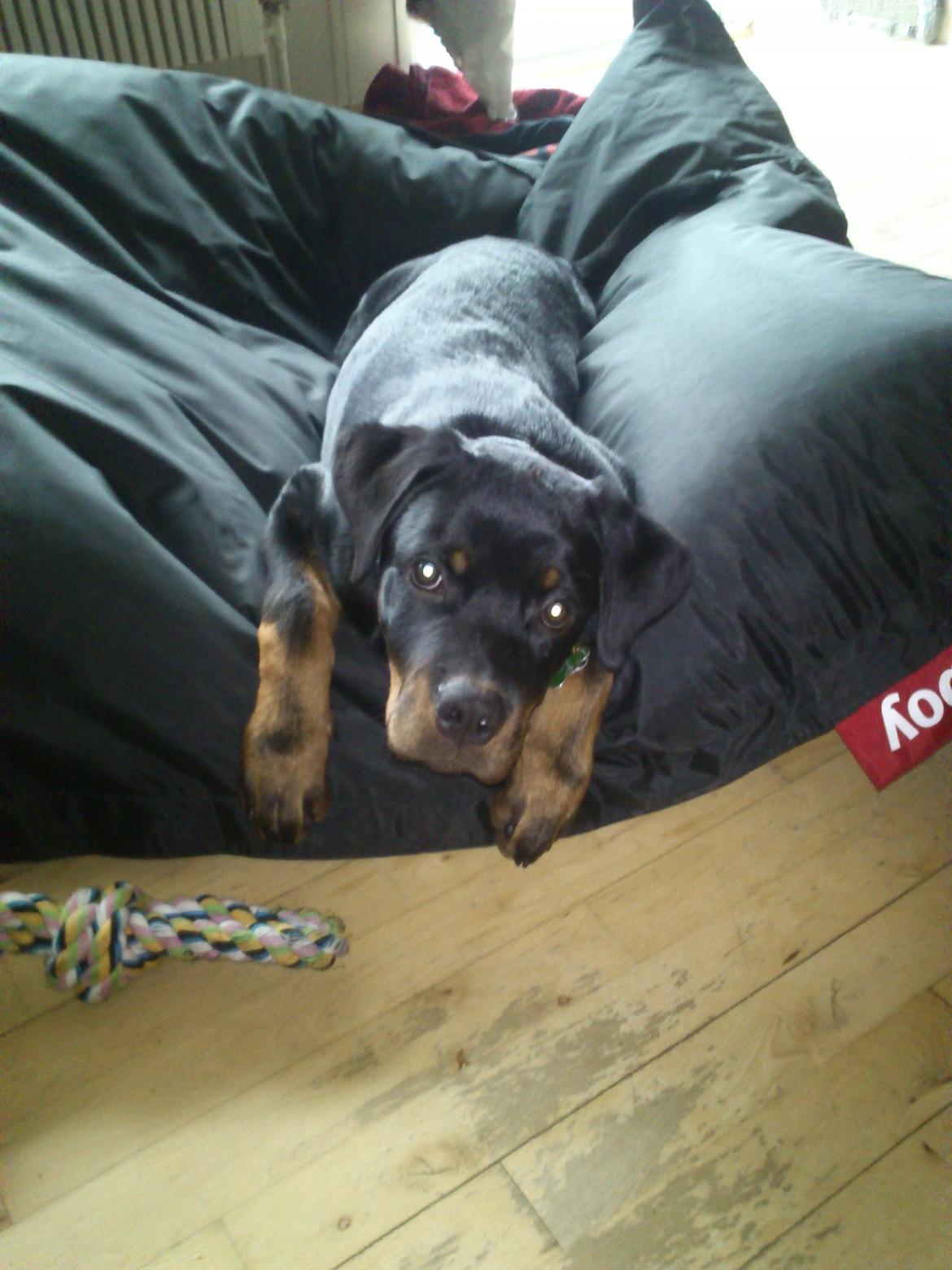 Rottweiler BUDDY (Den Tredje) billede 8