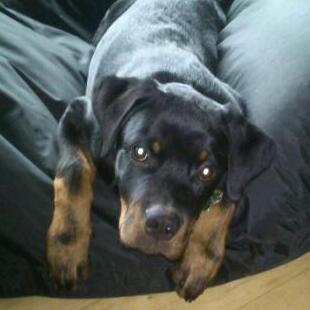 Rottweiler BUDDY (Den Tredje) billede 9