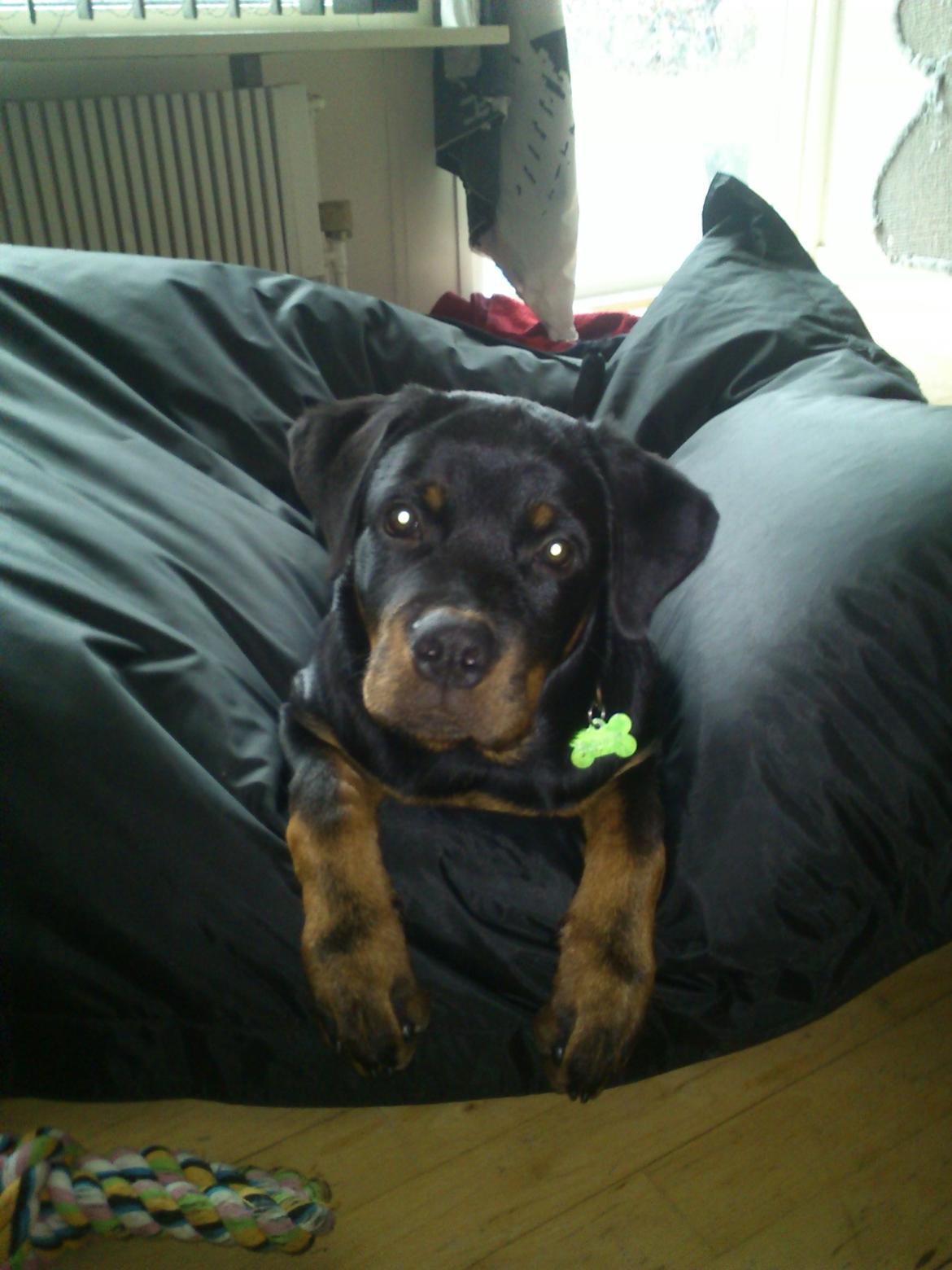 Rottweiler BUDDY (Den Tredje) billede 10