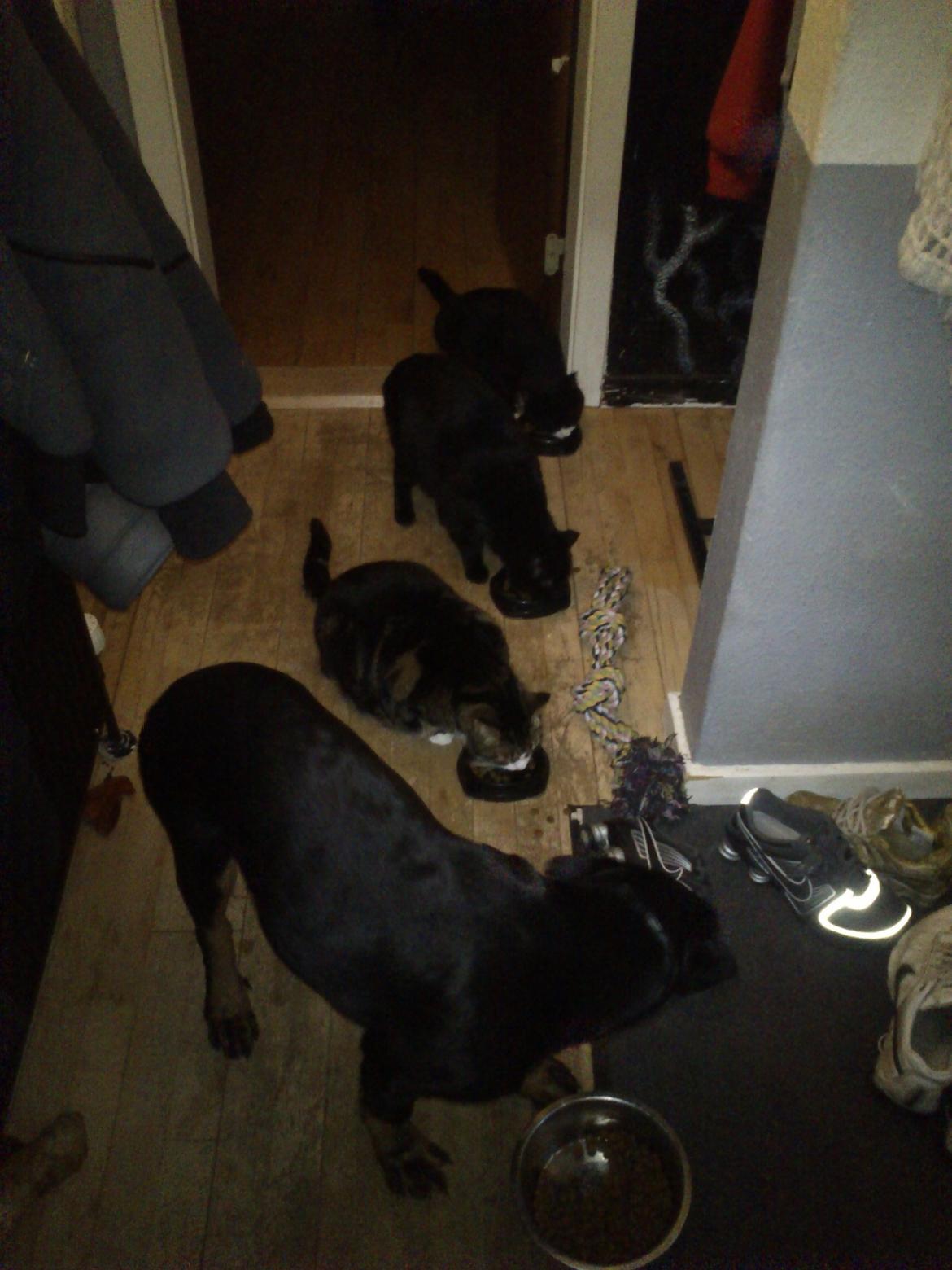 Rottweiler BUDDY (Den Tredje) billede 11