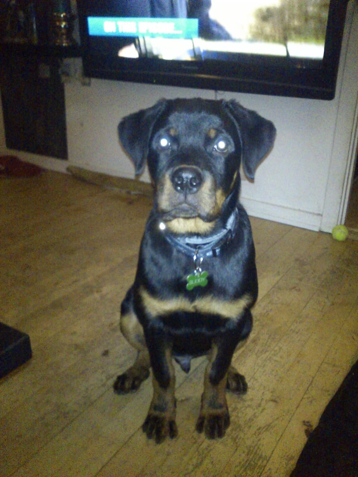 Rottweiler BUDDY (Den Tredje) billede 7