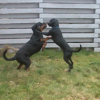 Rottweiler BUDDY (Den Tredje) billede 12