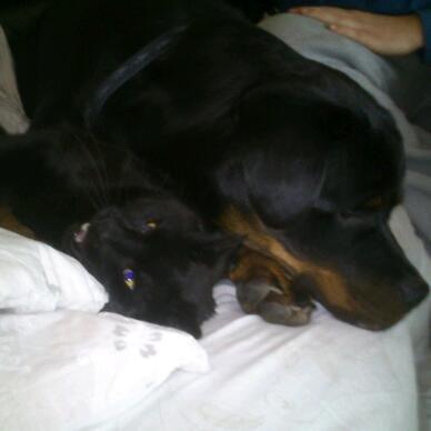 Rottweiler BUDDY (Den Tredje) billede 13