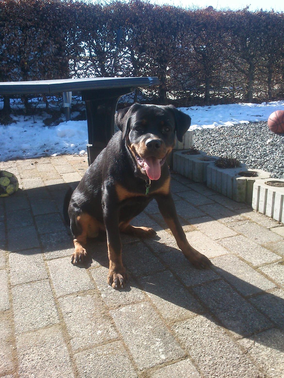 Rottweiler BUDDY (Den Tredje) billede 15