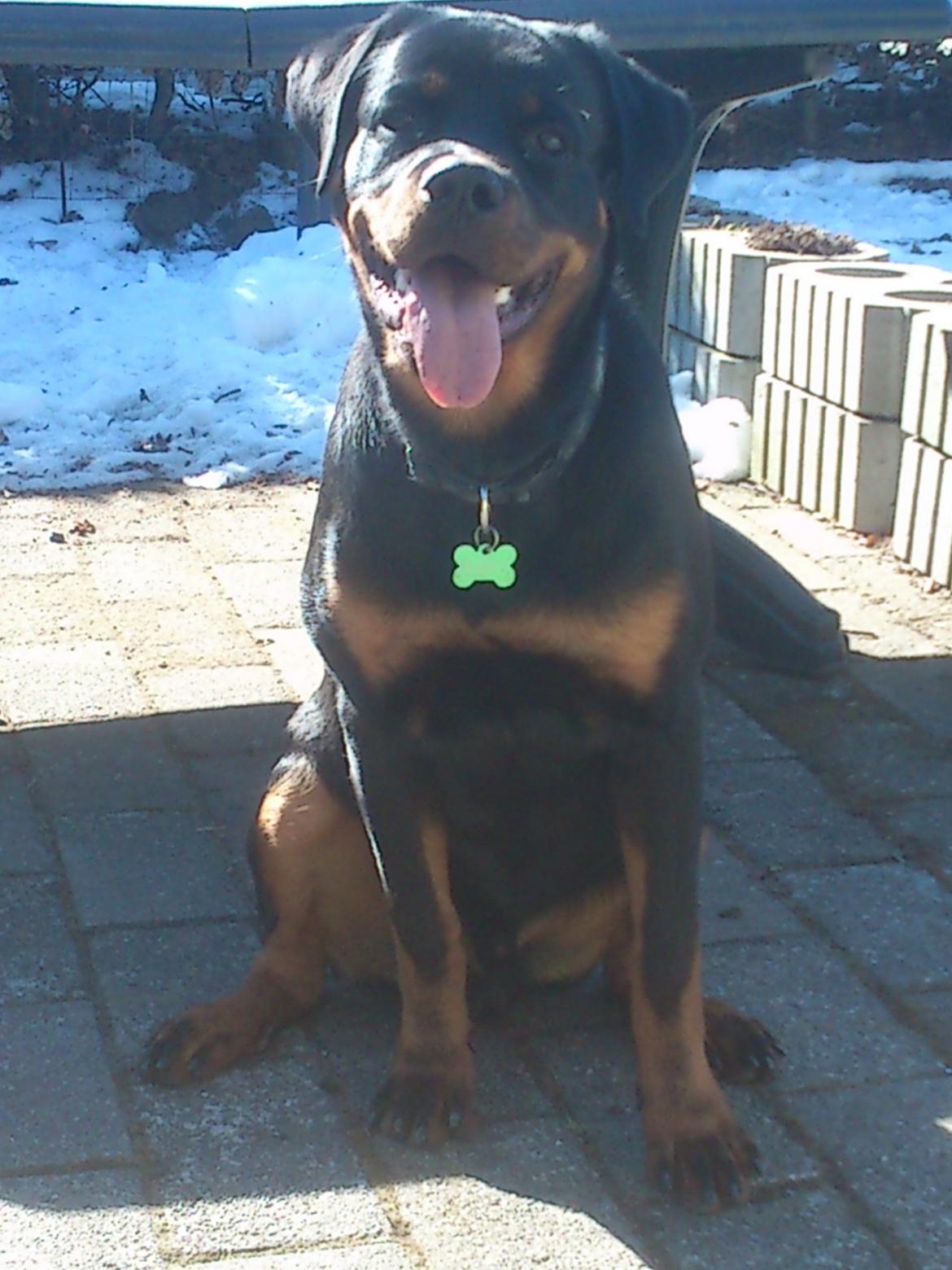 Rottweiler BUDDY (Den Tredje) billede 16