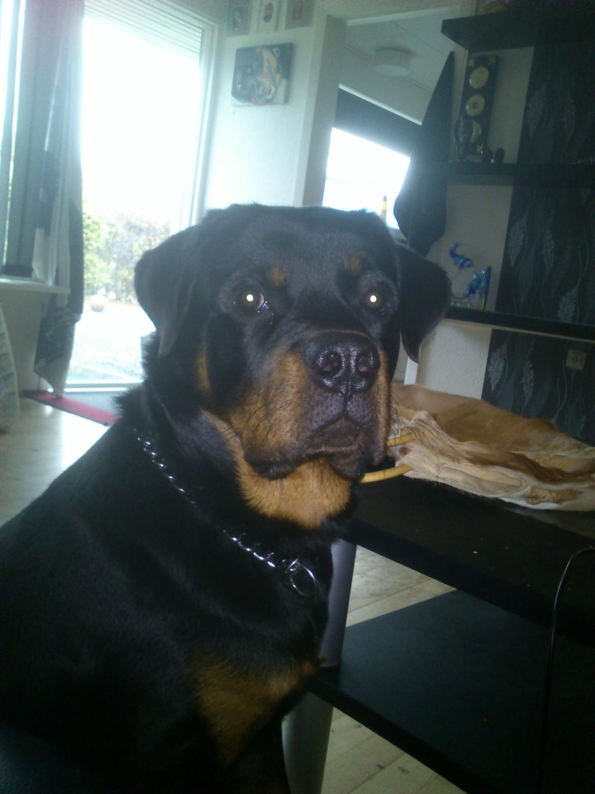 Rottweiler BUDDY (Den Tredje) billede 17