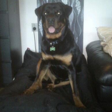 Rottweiler BUDDY (Den Tredje) billede 18