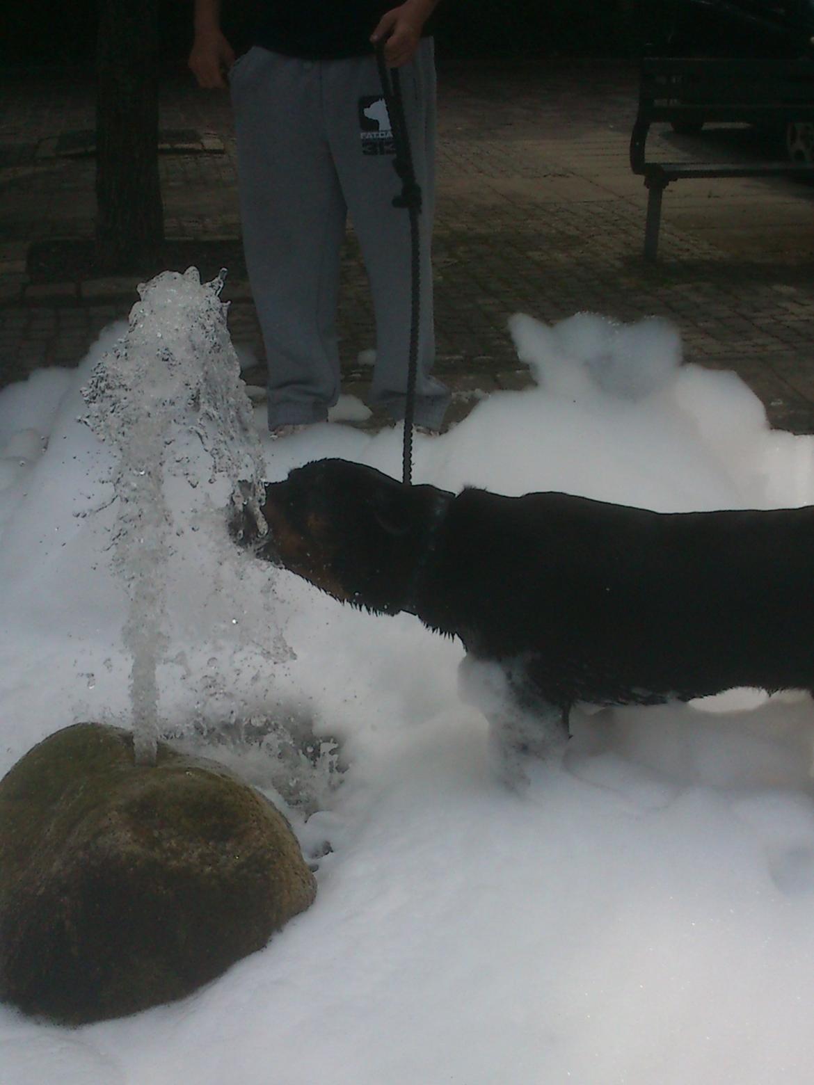 Rottweiler BUDDY (Den Tredje) billede 19