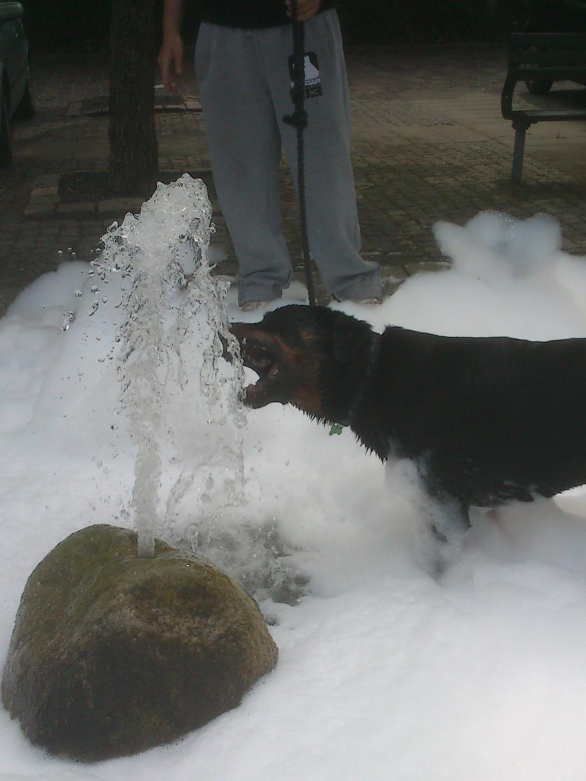 Rottweiler BUDDY (Den Tredje) billede 20