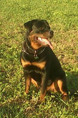 Rottweiler BUDDY (Den Tredje) billede 21