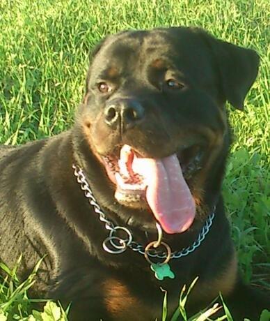Rottweiler BUDDY (Den Tredje) billede 1