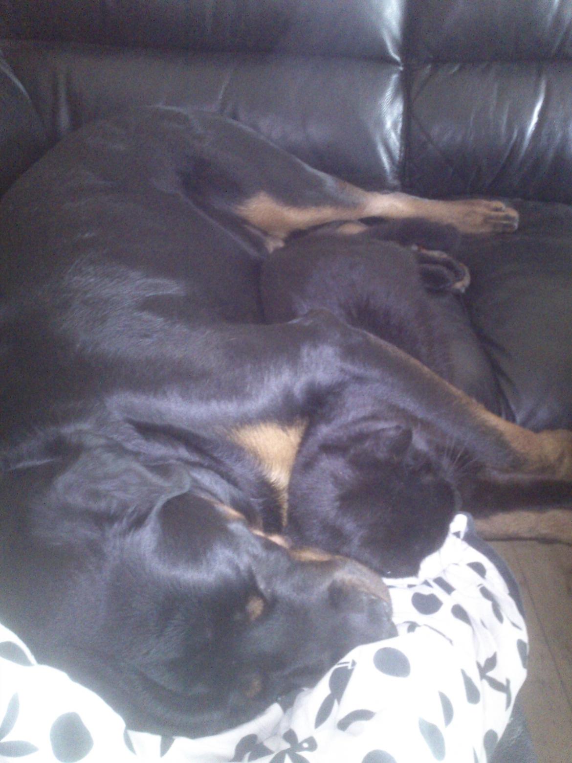 Rottweiler BUDDY (Den Tredje) billede 22