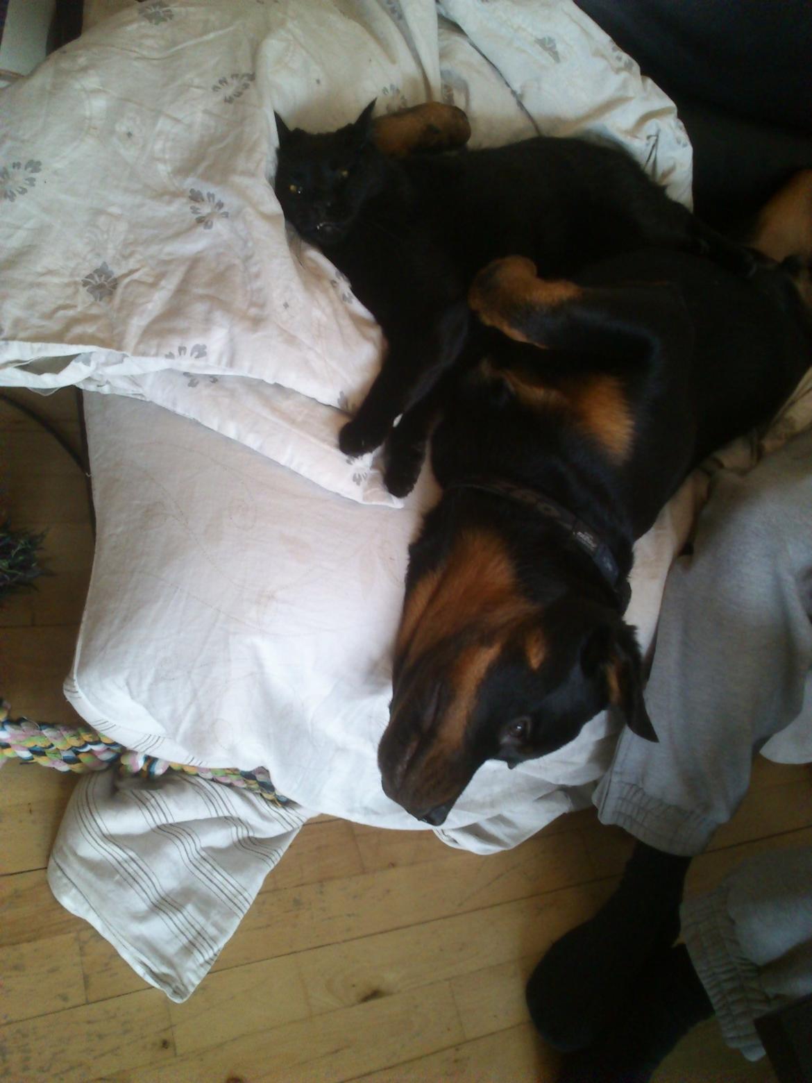 Rottweiler BUDDY (Den Tredje) billede 14