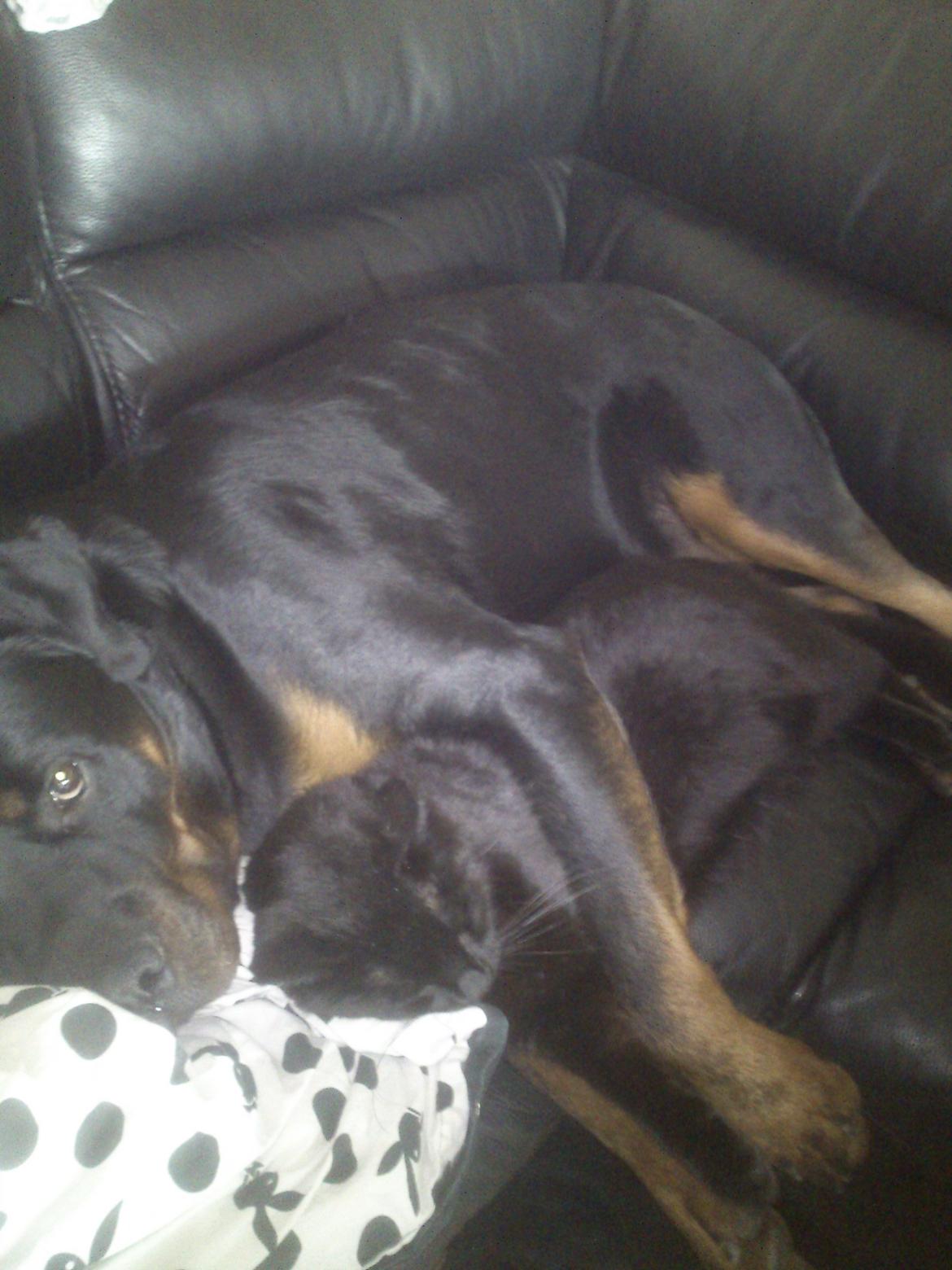 Rottweiler BUDDY (Den Tredje) billede 24