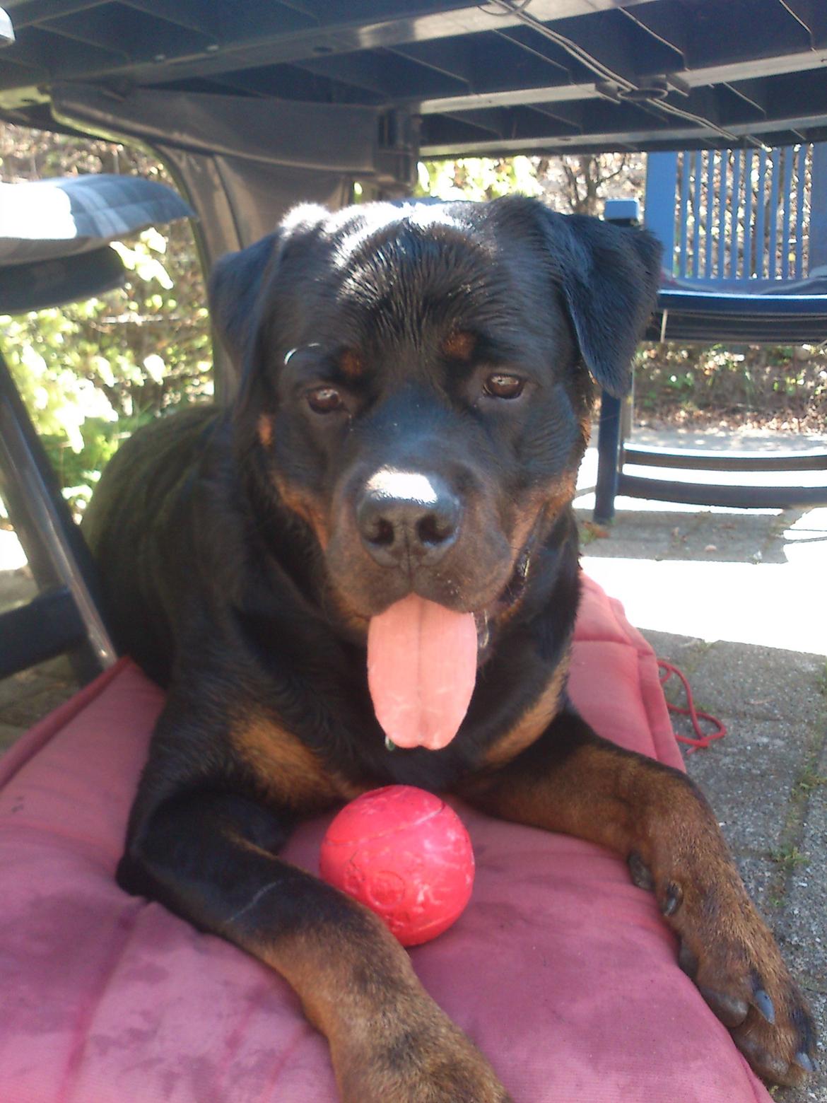 Rottweiler BUDDY (Den Tredje) billede 25