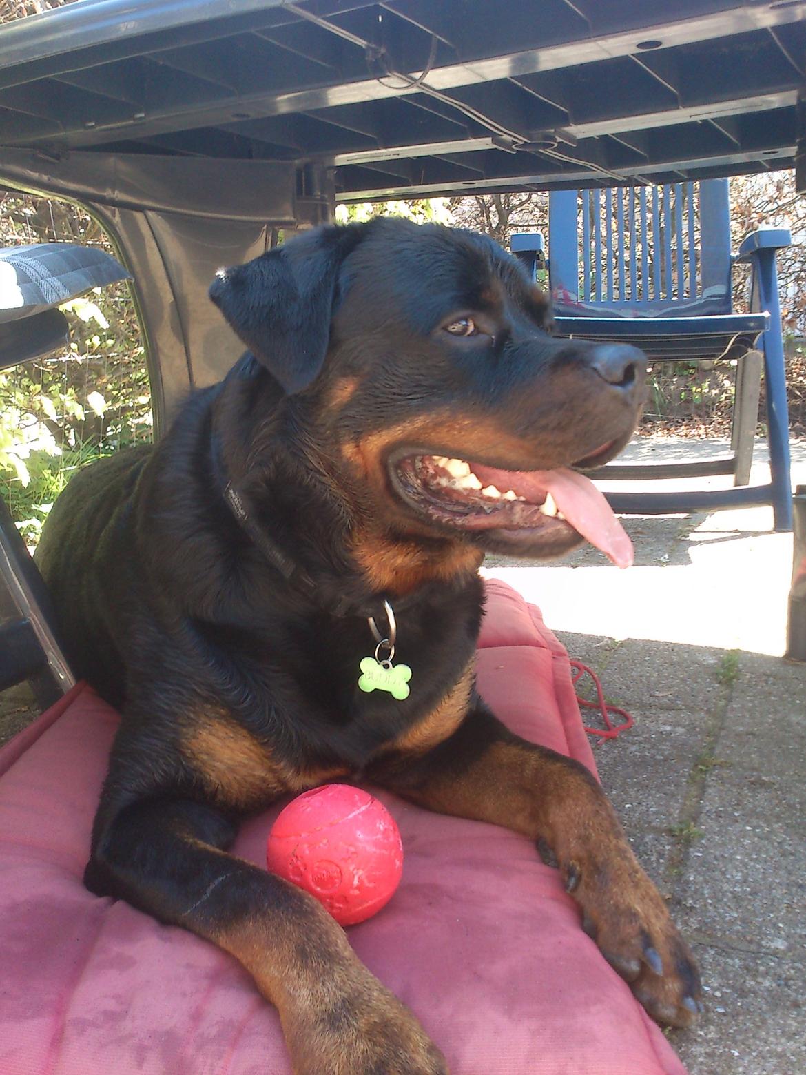 Rottweiler BUDDY (Den Tredje) billede 26