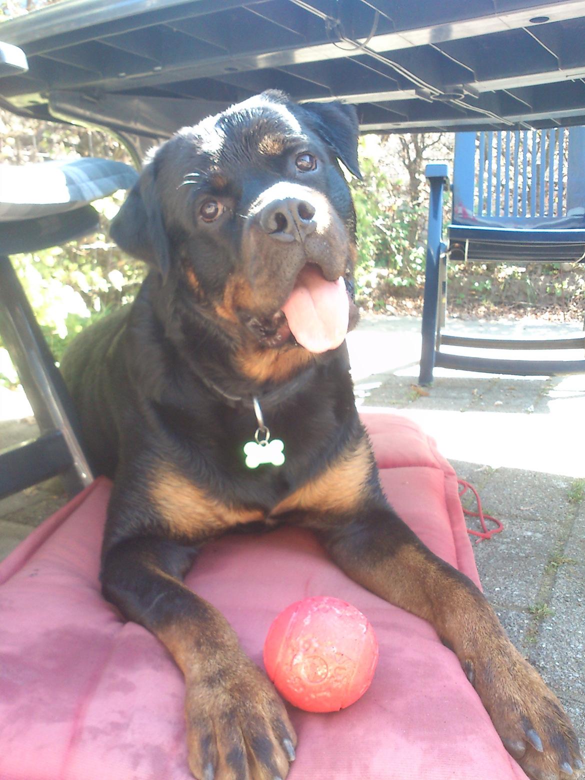 Rottweiler BUDDY (Den Tredje) billede 27