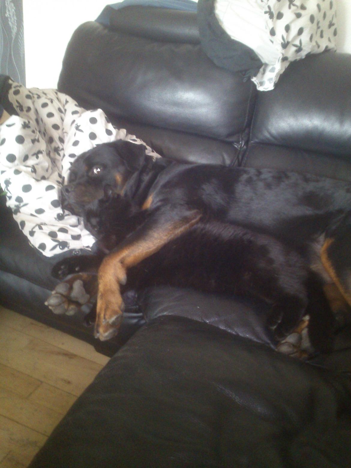 Rottweiler BUDDY (Den Tredje) billede 23