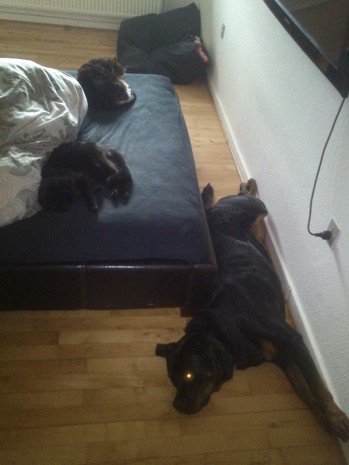 Rottweiler BUDDY (Den Tredje) billede 28