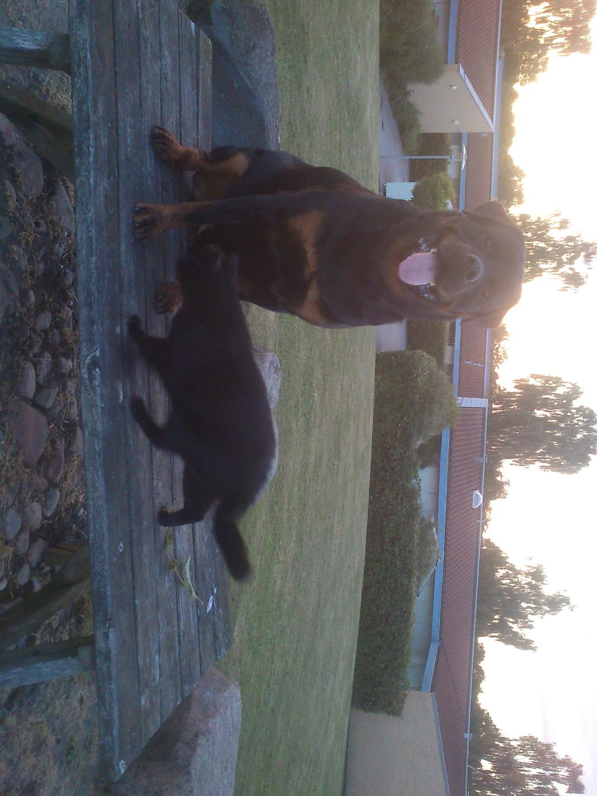 Rottweiler BUDDY (Den Tredje) billede 29