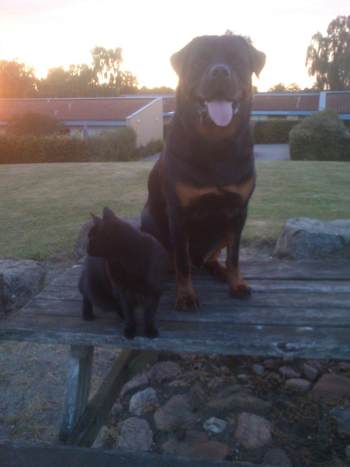 Rottweiler BUDDY (Den Tredje) billede 30