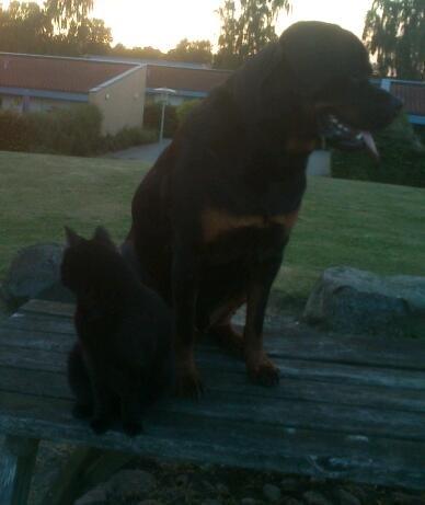 Rottweiler BUDDY (Den Tredje) billede 32