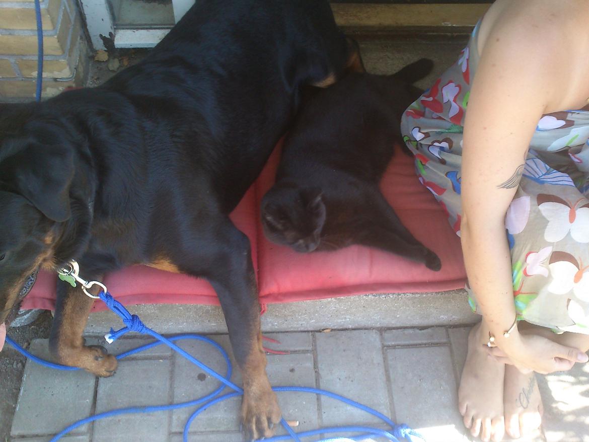 Rottweiler BUDDY (Den Tredje) billede 33