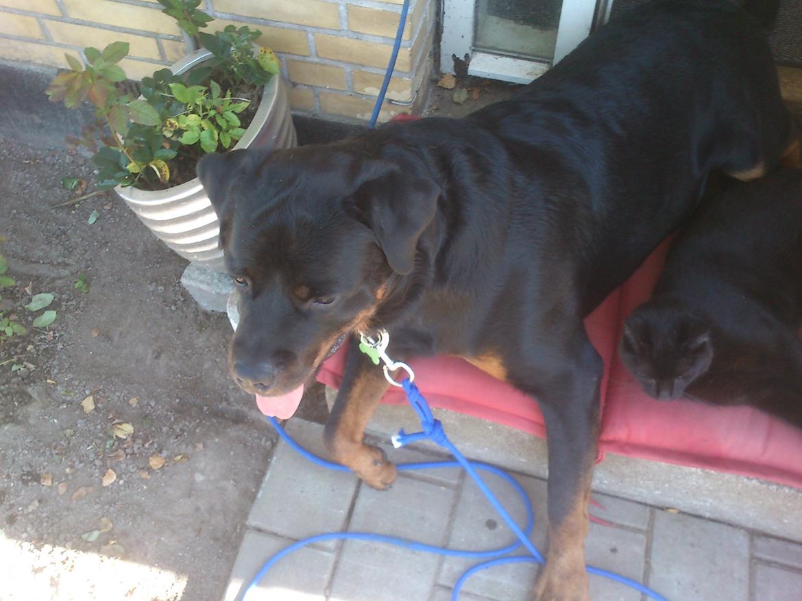 Rottweiler BUDDY (Den Tredje) billede 34