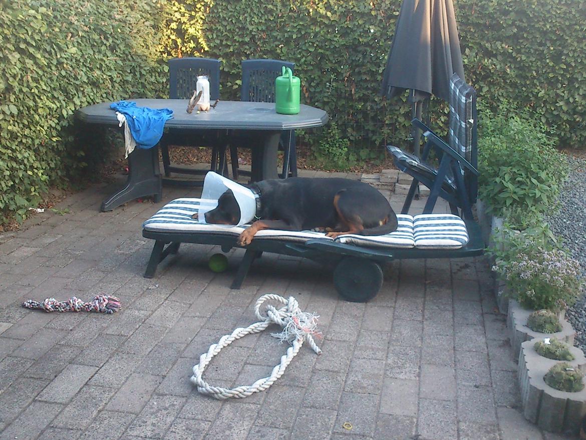 Rottweiler BUDDY (Den Tredje) billede 35