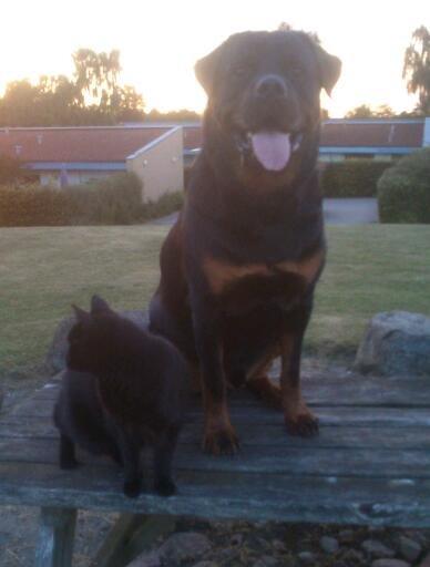 Rottweiler BUDDY (Den Tredje) billede 31