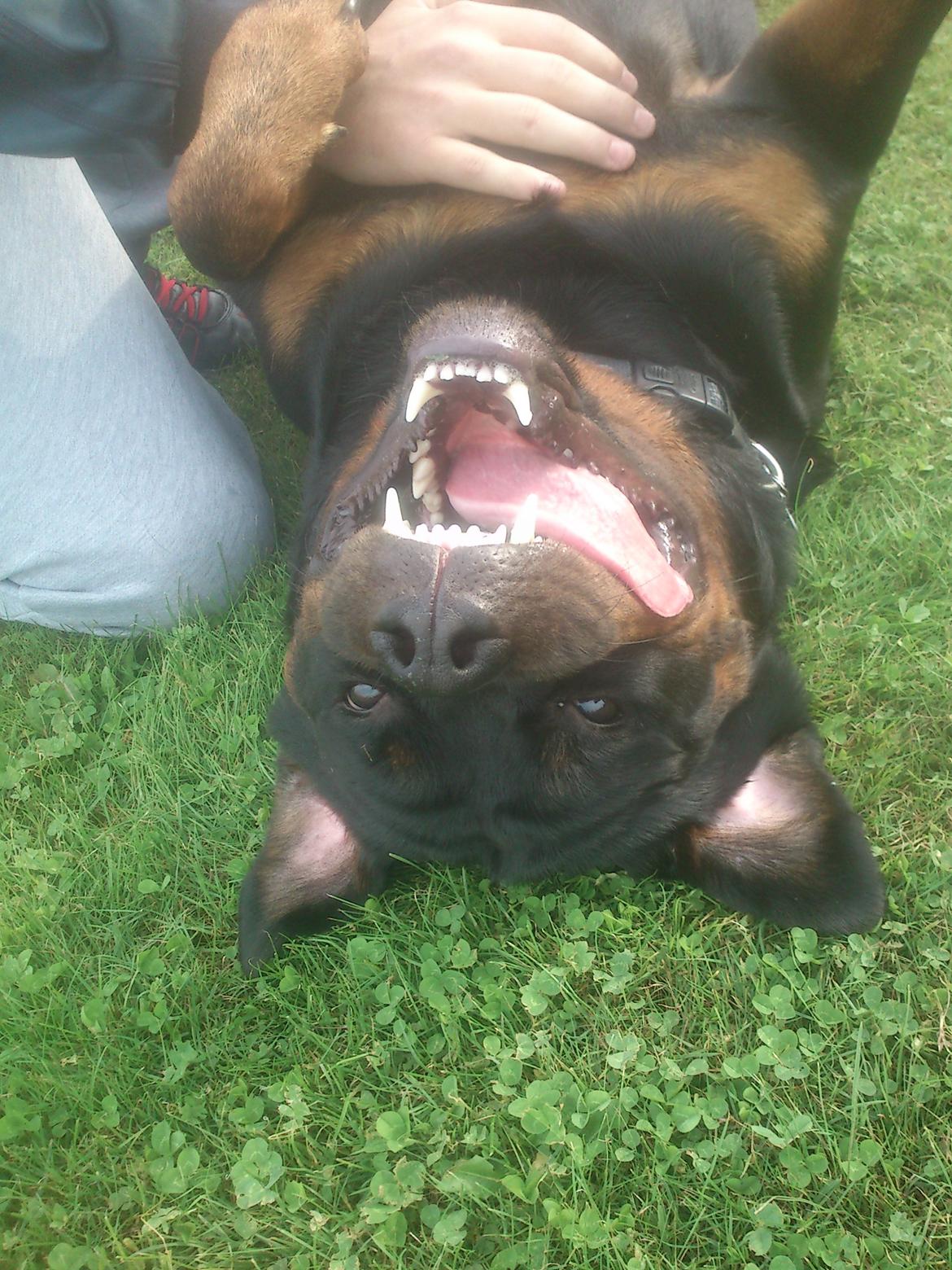 Rottweiler BUDDY (Den Tredje) billede 37