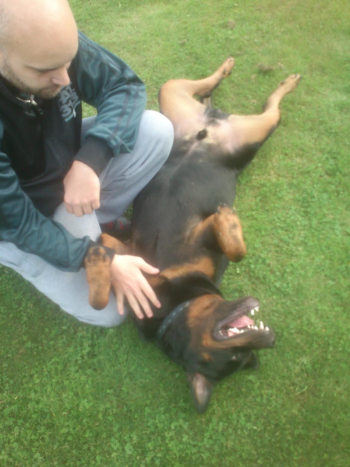 Rottweiler BUDDY (Den Tredje) billede 38