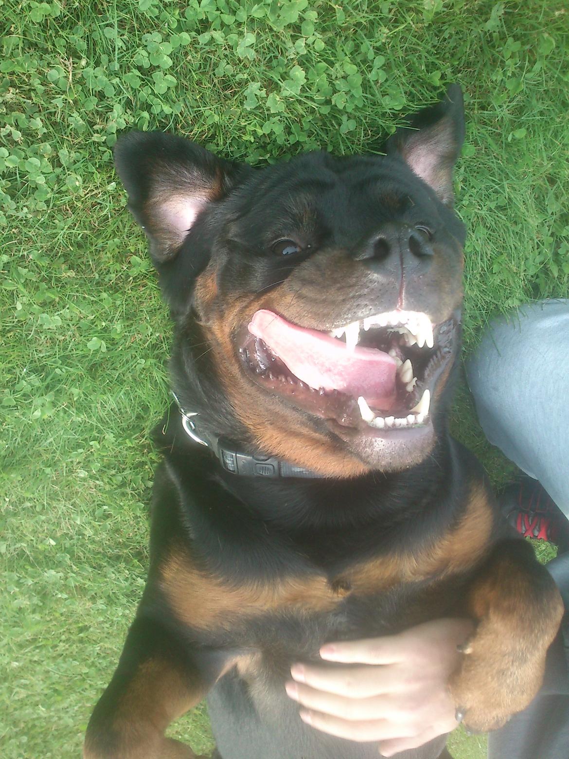 Rottweiler BUDDY (Den Tredje) billede 36