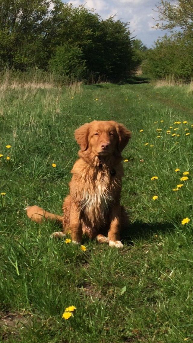 Nova scotia duck tolling retriever Marley - Fokuseret på at blive siddende :-) billede 1