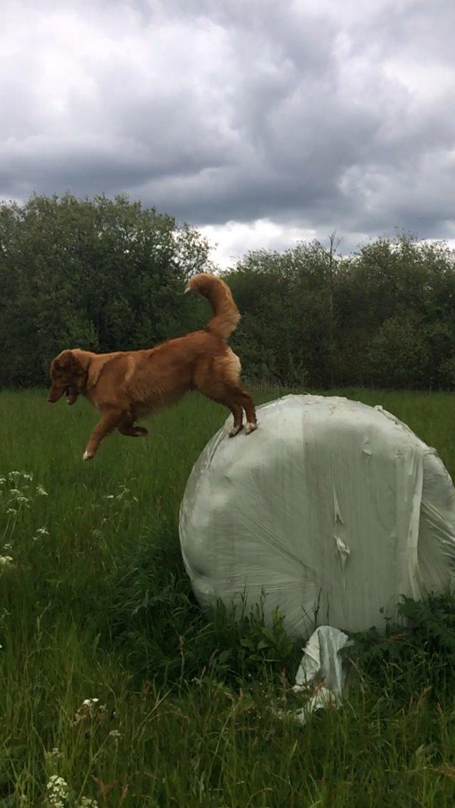 Nova scotia duck tolling retriever Marley - Fuld fart. billede 6