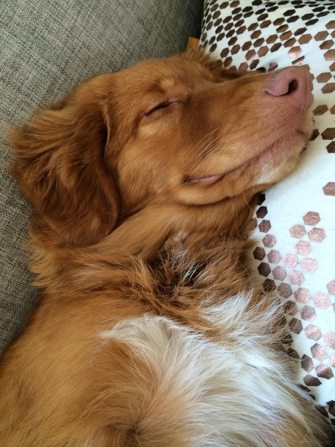 Nova scotia duck tolling retriever Marley - Sover bedst med en pude under hovedet ;-) billede 7