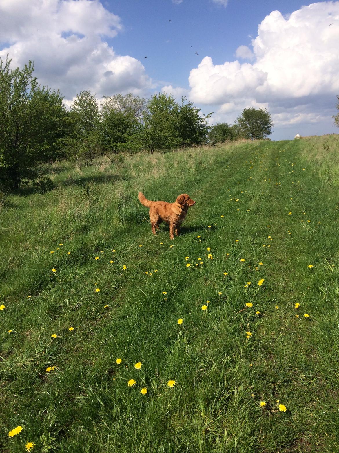 Nova scotia duck tolling retriever Marley - Vores grønne område. billede 8