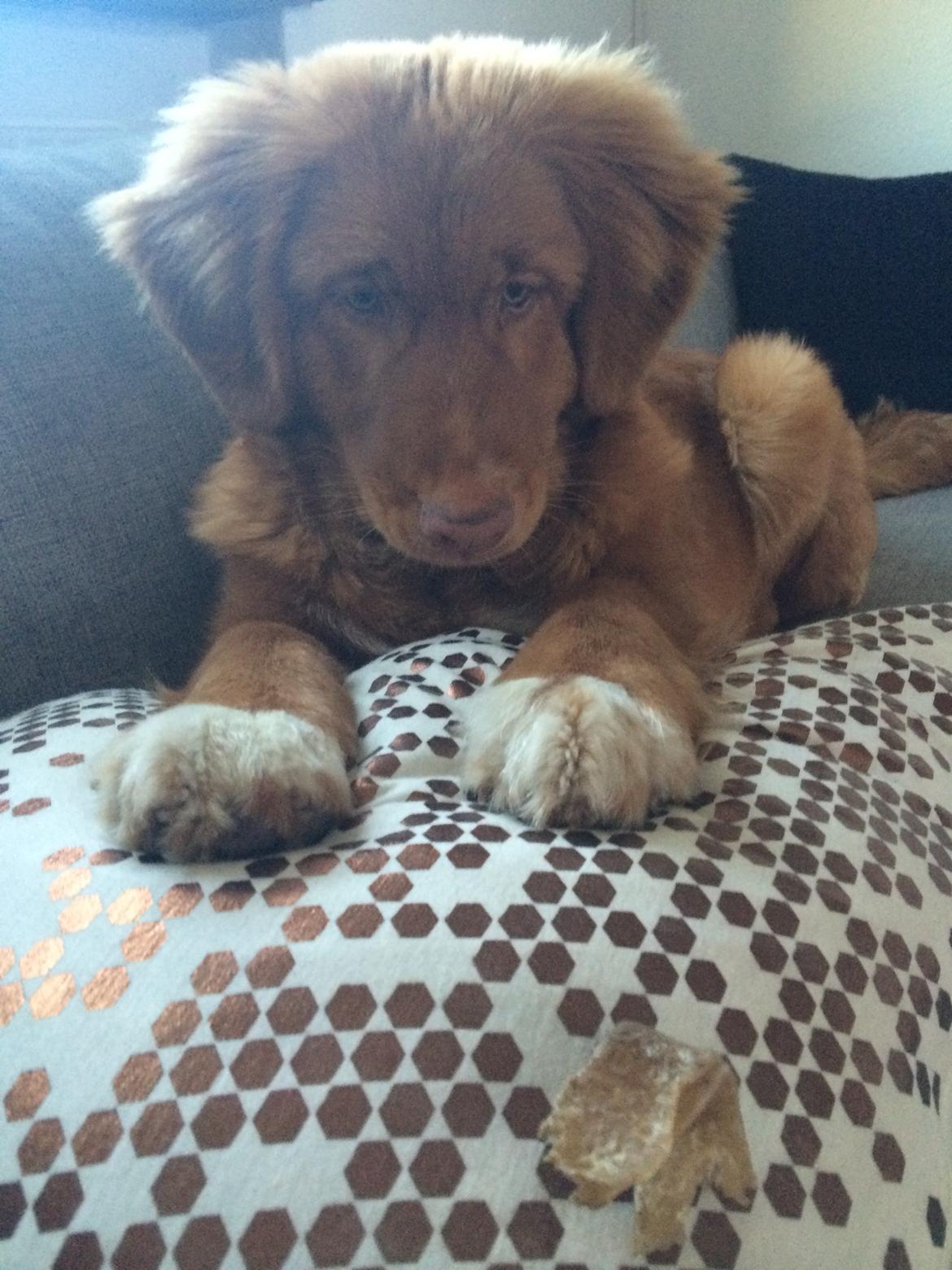 Nova scotia duck tolling retriever Marley - Marleys ynglings pude billede 3