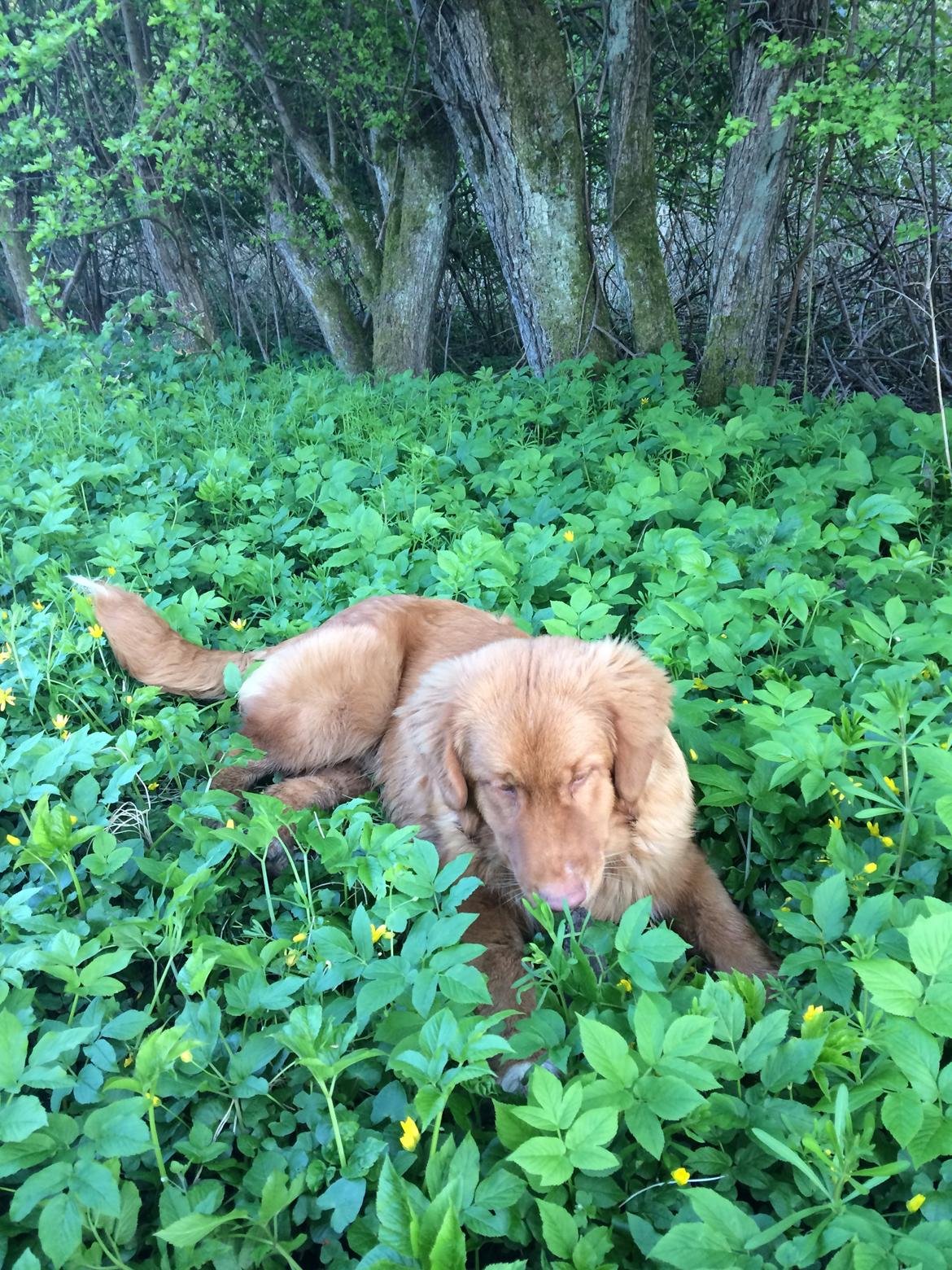Nova scotia duck tolling retriever Marley - Snuser til blade og blomster. billede 9