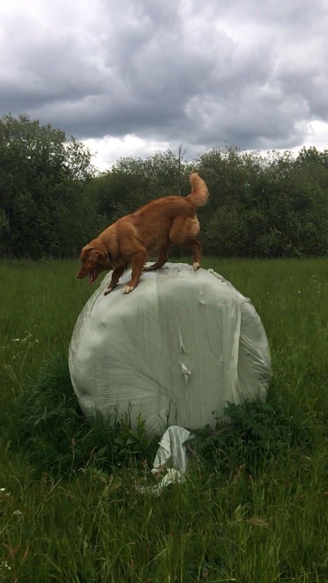 Nova scotia duck tolling retriever Marley - Marley fandt ud af, at han er en god klatre og springer.  billede 5